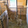 Malá samička žirafy severní núbijské stojí po boku své matky Fary v zázemí pavilonu Africký dům. Foto Petr Hamerník, Zoo Praha