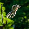 Zajímavá fakta ze života těchto madagaskarských endemitů se návštěvníci dozvědí během komentovaných setkání, a to denně v 15.00 na Ostrově lemurů. Foto Petr Hamerník, Zoo Praha