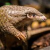 Samice luskouna krátkoocasého Run Hou Tang obývá noční expozici Indonéské džungle od letošního dubna po boku samce jménem Guo Bao. Foto Petr Hamerník, Zoo Praha