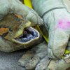 Nejdelší samice anakondy velké v Zoo Praha měří zhruba 4 metry a váží 82 kilogramů. Prim v délce pražských anakond má samec se 420 centimetry, avšak s pouze poloviční hmotností oproti samici. Foto Petr Hamerník, Zoo Praha