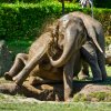 Slonice Tamara (vlevo v popředí) a Lakuna (vpravo v pozadí) si užívají bahenní lázeň v travnatém výběhu Údolí slonů, kde je možné samičí stádo zastihnout v dopoledních hodinách. Foto Petr Hamerník, Zoo Praha