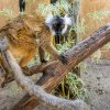 Mláďata těchto obyvatel severozápadního Madagaskaru mají po narození srst podobnou dospělému samičímu zbarvení. Samci následně během dospívání postupně tmavnou, až získají téměř jednolitě černou barvu. Foto Petr Hamerník, Zoo Praha
