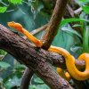 Dospělé samice dorůstají až 70 centimetrů a v porovnání se samci jsou mohutnější a mají výrazně větší hlavu. Foto Petr Hamerník, Zoo Praha
