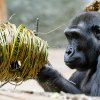 Enrichment stimuluje zvířata k pohybové i mentální aktivitě a podporuje jejich přirozené chování. Pomlázku dostanou na Velikonoční pondělí v Zoo Praha třeba sloni, velké želvy či gorily. Na snímku z Rezervace Dja je samec gorily nížinné Ajabu, který 
