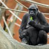 Kijivu se svou tříapůlměsíční dcerou Gaiou. Gaia se v těchto dnech začíná batolit a také ochutnává zeleninu, kterou při jídle upustí ostatní členové tlupy. Foto Petr Hamerník, Zoo Praha