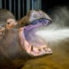 Foto: Petr Hamerník, Zoo Praha