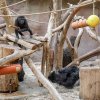 Nejmladší samec gorily nížinné v Zoo Praha Ajabu se svým otcem samcem Richardem. Foto: Miroslav Bobek, Zoo Praha