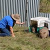 Pracovnice organizace Wombat Rescue se zachráněnými vombaty obecnými v jednom ze speciálních výběhů, jejichž výstavbu nyní podpořila Zoo Praha. Foto Wombat Rescue