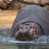 Autor: Khalil Baalbaki, Zoo Praha 