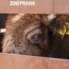 Nakládka obou zubrů proběhla v pořádku. Na snímku pozoruje z transportního boxu své okolí šestiletá Omana, která se dá dobře poznat podle ulomeného levého rohu. Foto Miroslav Bobek, Zoo Praha