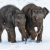 Foto: Petr Hamerník, Zoo Praha