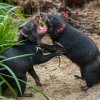 V Darwinově kráteru v Zoo Praha návštěvníci mohou pozorovat hned čtyři ďábly medvědovité - Aniseed, Laurel, Nutmeg a Sumac. Autor: Petr Hamerník, Zoo Praha