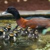Pižmovka konžská je kaštanově hnědá kachna z afrických lesů. Prvních sedm mláďat tohoto druhu v České republice se v Zoo Praha vylíhlo v půlce srpna. Foto Petr Hamerník, Zoo Praha
