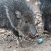 Velikonoční krmení více než dvou desítek druhů zvířat čeká návštěvníky Zoo Praha během celého Velikonočního pondělí. Jak si třeba pekari Wagnerovi poradí s vajíčky, se lidé dovědí u jejich výběhu ve 13 hodin. Foto Petr Hamerník, Zoo Praha
