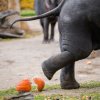 O praskot dýní nebude v pátek a sobotu pod sloními chodidly nouze. Foto Petr Hamerník, Zoo Praha
