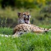 Foto: Petr Hamerník, Zoo Praha