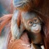 Autor: Oliver Le Que, Zoo Praha 