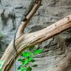 Velmi dlouhý ocas je asi nejvýraznějším atributem varanů Salvadoriových. Foto Petr Hamerník, Zoo Praha
