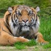 Samice tygra sumaterského Surya si aktuální teploty užívá ve venkovním výběhu Pavilonu šelem a plazů v dolní části zoo. Foto Petr Hamerník, Zoo Praha