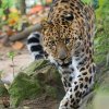 Foto: Petr Hamerník, Zoo Praha