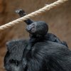 Mládě samice Kijivu, které se narodilo v Zoo Praha 12. dubna. O měsíc později – 11. května – „pokřtí“ Kijivina pátého potomka světoznámá primatoložka a ochránkyně přírody Jane Goodall. Foto Petr Hamerník, Zoo Praha