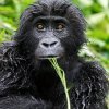 Foto Miroslav Bobek, Zoo Praha