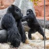 Šestiletý sameček Ajabu se rychle osmělil a bezmála dvousetkilového Kisuma po chvíli rošťácky provokoval. Foto Miroslav Bobek, Zoo Praha