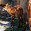 Mláďata bongů horských se obvykle rodí s váhou okolo dvaceti kilogramů. Dafnino mládě vážilo dokonce o čtyři kila více. Foto Miroslav Bobek, Zoo Praha