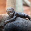 Gorila nížinná. Foto Oliver Le Que, Zoo Praha