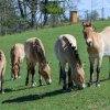 Pět kandidátů pro transport na společné fotografii. Zleva Claudius, Victor, Amadeus, Kaan a Willi. Foto Petr Hamerník, Zoo Praha