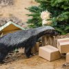 Mezi 27. a 30. prosincem dostanou zvířata v Zoo Praha speciální nadílku. Neprodané vánoční stromečky i další dárky potěší třeba medojeda kapského v pavilonu Afrika zblízka. Foto Petr Hamerník, Zoo Praha