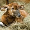 Jedním z mláďat, která se v Zoo Praha narodila v první den otevření, byla i  samice bonga horského. Na fotografii vidíte jen pouhých devadesát minut staré mládě. Autor: Petr Hamerník, Zoo Praha 