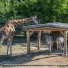Zde se již Finn seznamuje se svými novými spolubydlícími v Africké savaně v Zoo Praha. Dvě samice zebry Grévyho ale měly v čase pořízení snímku patrně důležitější věci na práci. Foto Petr Hamerník, Zoo Praha