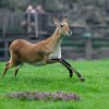 Vodušky červené jsou společenské antilopy, které rády vyhledávají bažiny a mokřiny. V travnatém výběhu v Zoo Praha se prohání osmičlenné stádo. Foto Petr Hamerník, Zoo Praha