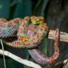 Dospělý samec křovináře ostnitého. Oproti samici je o poznání štíhlejší a drobnější. Foto Petr Hamerník, Zoo Praha