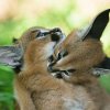 Kousání je běžnou součástí her karakalích mláďat. Foto Petr Hamerník, Zoo Praha