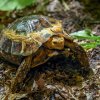 Tajuplná obyvatelka pralesního podrostu želva ohebná se vyznačuje částečně uzavíratelným krunýřem. I ona teď pátrá po svých adoptivních rodičích. Foto Petr Hamerník, Zoo Praha