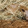 Tři samci krys obrovských již obydleli expozici, kterou budou sdílet spolu s kaloni plavými. Foto Petr Hamerník, Zoo Praha