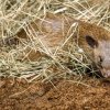 Tři samci krys obrovských již obydleli expozici, kterou budou sdílet spolu s kaloni plavými. Foto Petr Hamerník, Zoo Praha