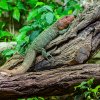 Skupina ročních ještěrů v pavilonu Terárium v dolní části Zoo Praha má nyní zhruba 60 cm na délku, avšak v dospělosti mohou narůst až do dvojnásobné délky a vážit kolem čtyř kilogramů. Foto Petr Hamerník, Zoo Praha