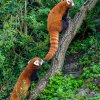 Nového samce pandy červené Jerryho (nahoře) lze nejlépe odlišit od samice světlejší barvou pruhů na ocase. Foto Petr Hamerník, Zoo Praha