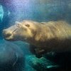 Samce Tchéca v jeho rodné francouzské zoo chovatelé pojmenovali na počest českého státního svátku – narodil se totiž 28. října. Foto Petr Hamerník, Zoo Praha