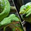 Foto: Petr Hamerník, Zoo Praha