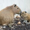 Kapybary připomínají svým vzezřením obrovská morčata. Návštěvníci Zoo Praha je zde mohou spatřit od listopadu 2023, čemuž předcházela desetiletá pauza v chovu. Foto Petr Hamerník, Zoo Praha