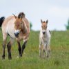 Hříbě přišlo na svět na začátku května. Návštěvníci Dívčích hradů jej mohou pozorovat z několika vyhlídek. Foto Petr Hamerník, Zoo Praha