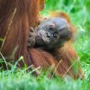 Malého orangutaního samečka Harapana zastihnou návštěvníci Zoo Praha ve venkovní expozici Indonéské džungle každý den po 15. hodině. Foto Petr Hamerník, Zoo Praha
