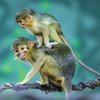 Komentované krmení u talapoinů severních v Rezervaci Dja je také skvělou příležitostí k pozorování letošních mláďat. Foto Petr Hamerník, Zoo Praha