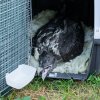 Vystlaná přepravní bedna se vzácným nákladem těsně před odjezdem do rakouského Haringsee. Foto Petr Hamerník, Zoo Praha