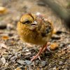 Bažant Edwardsův patří k druhům, pro které vede Zoo Praha jejich Evropský chovný program (EEP) a současně Evropskou plemennou knihu. Foto Petr Hamerník, Zoo Praha