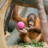 Orangutaní matky jsou velmi pečlivé. Své zpočátku bezmocné mládě střeží a někdy jej kojí až do sedmi let. Během jeho dlouhého dospívání ho navíc učí na rozdíl od goril nebo šimpanzů žijících v tlupách vše potřebné samy. Jejich vývoj je proto pomalejš